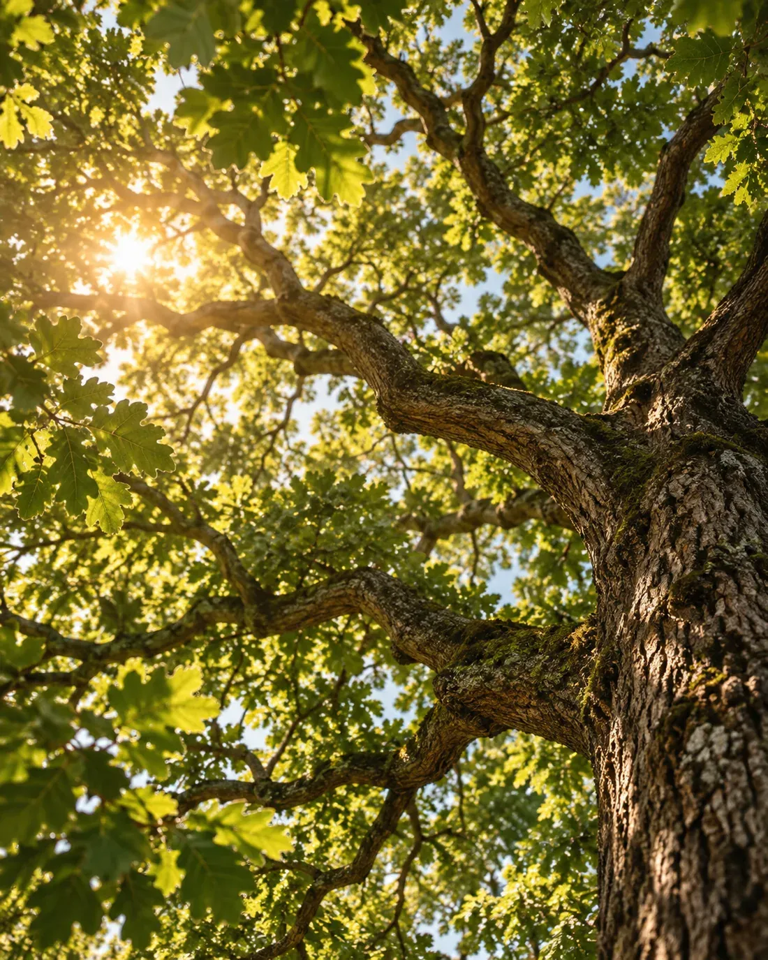 Sunlight through an illustrated oak canopy