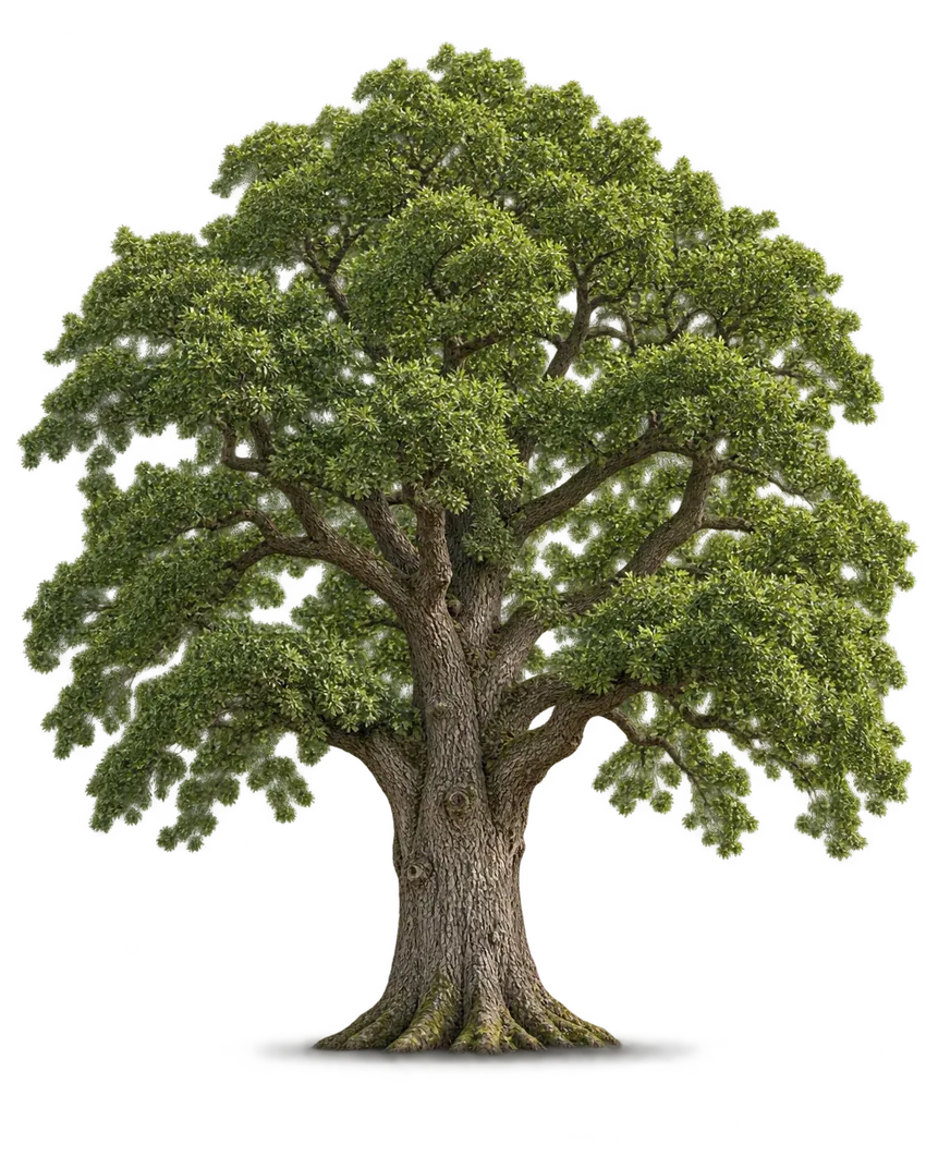 Illustration of a mature english oak